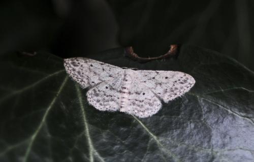 Idaea seriata